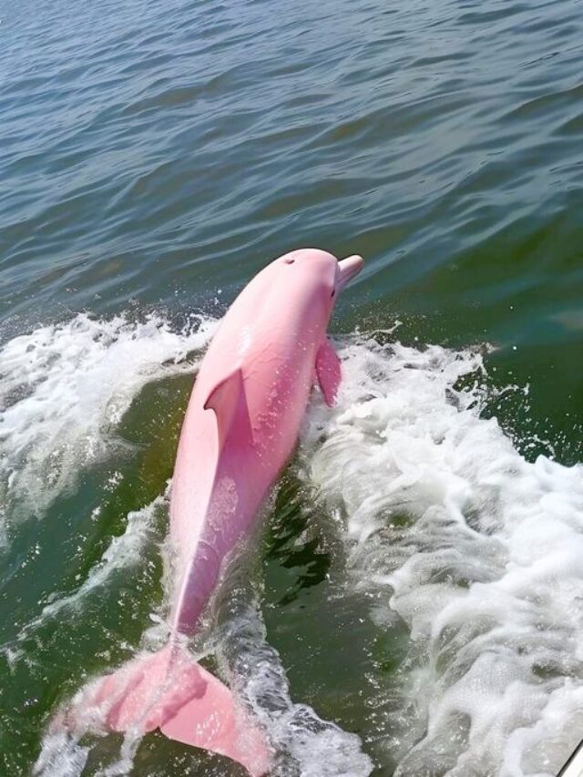 क्या आपने देखा PINK DOLPHIN ?